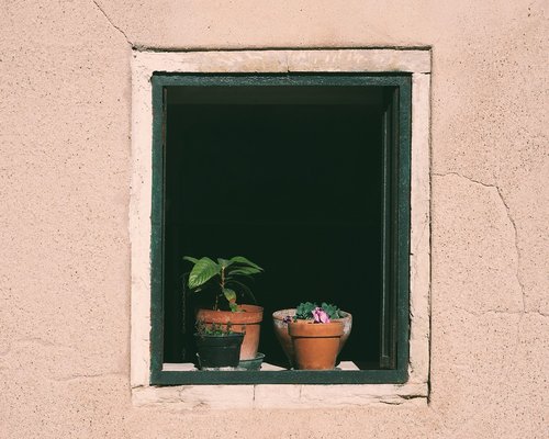 Green potted plants on a window sill with sunlight streaming in, representing a calming break area